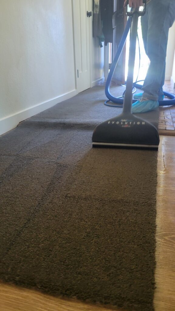 Rug cleaning service in Olympia, WA. Request your free quote today!